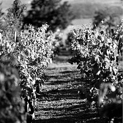 La vigne ensoleillée deux semaines après les vendanges