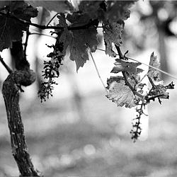 Après les vendanges