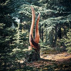 Forêt des souches sculptées