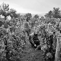 Vendanges sous la pluie