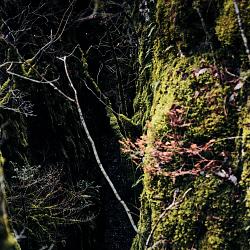 Tranchades de Laquairie