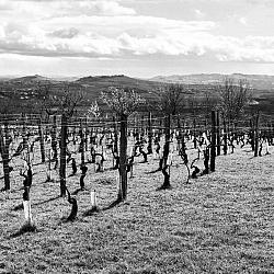 La vigne taillée