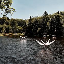 Ballet d'araignées d'eau
