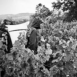 Vendanges sous la pluie