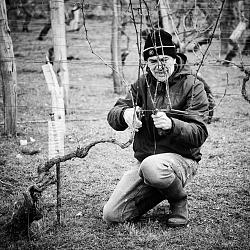 En mars, la taille de la vigne