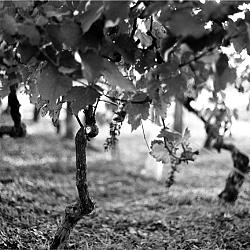 Après les vendanges