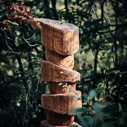 Forêt des souches sculptées
