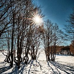 Dans les bois de Prades-d'Aubrac