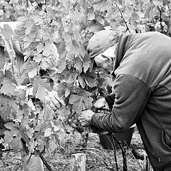 Vendanges sous la pluie