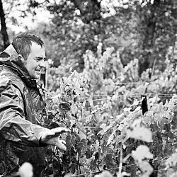 Vendanges sous la pluie