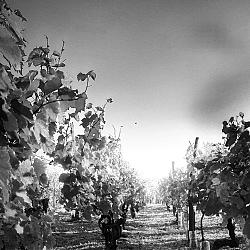La vigne ensoleillée deux semaines après les vendanges
