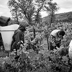 Vendanges sous la pluie