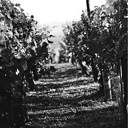 La vigne ensoleillée deux semaines après les vendanges