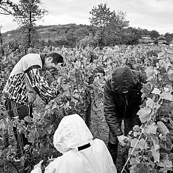 Vendanges sous la pluie