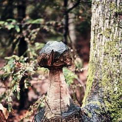 Forêt des souches sculptées