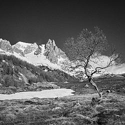 Arbre résistant aux intempéries devant la pointe des Cerces