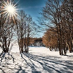 Dans les bois de Prades-d'Aubrac