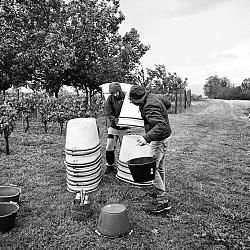 Vendanges sous la pluie