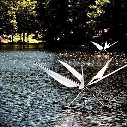 Ballet d'araignées d'eau