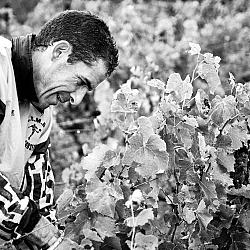 Vendanges sous la pluie