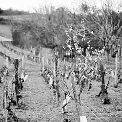 La vigne taillée