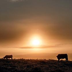 Aubracs en Aubrac