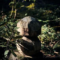 Forêt des souches sculptées